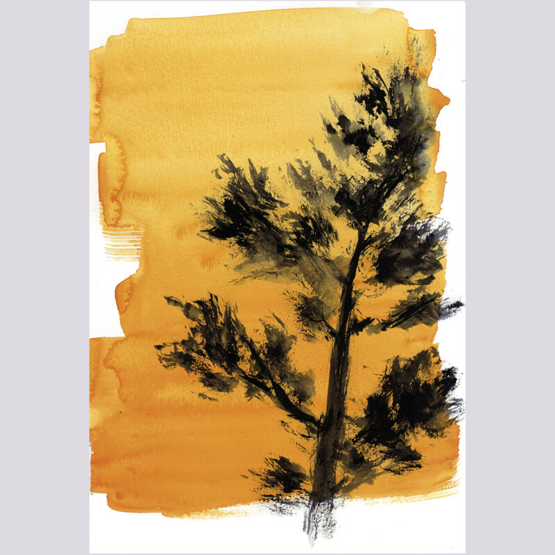 Cada pino al atardecer